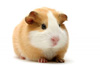 猪swine
